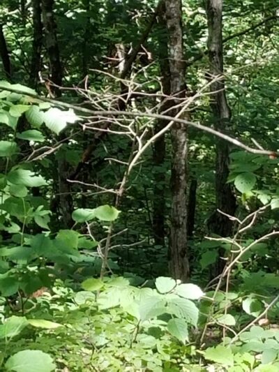 Clintonville Pine Barrens Preserve Trail - Au Sable Forks, NY
