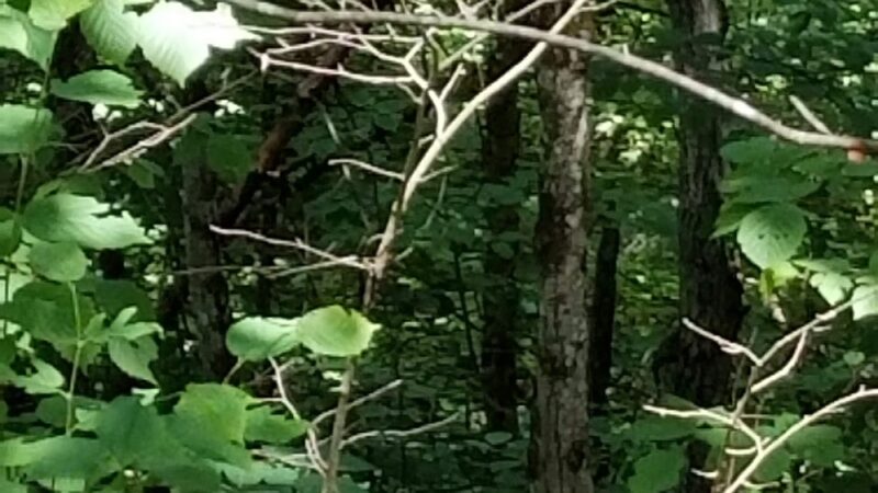 Clintonville Pine Barrens Preserve Trail - Au Sable Forks, NY
