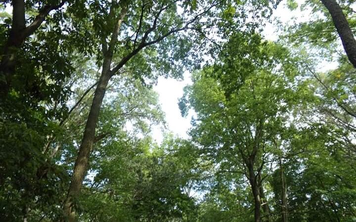 Auburn Township Park - Auburn, IL