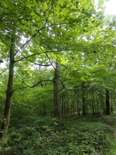 Auburn Township Park - Auburn, IL