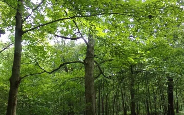Auburn Township Park - Auburn, IL
