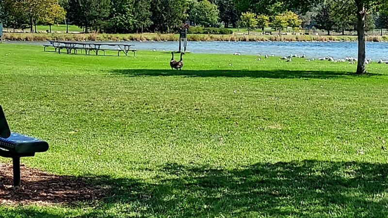 Deauville Island Park - Auburn, NY
