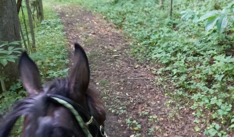 Bracken County Horse Trail - Augusta, KY