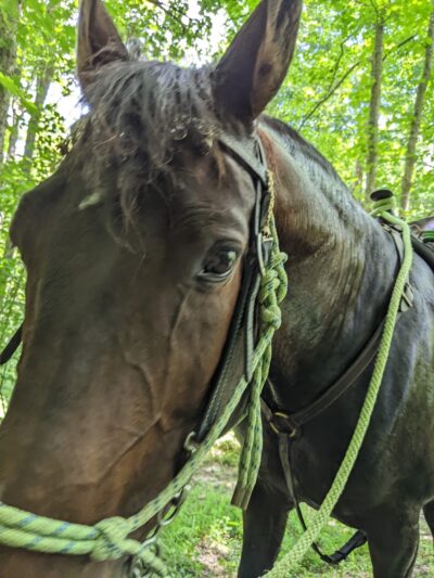 Bracken County Horse Trail - Augusta, KY
