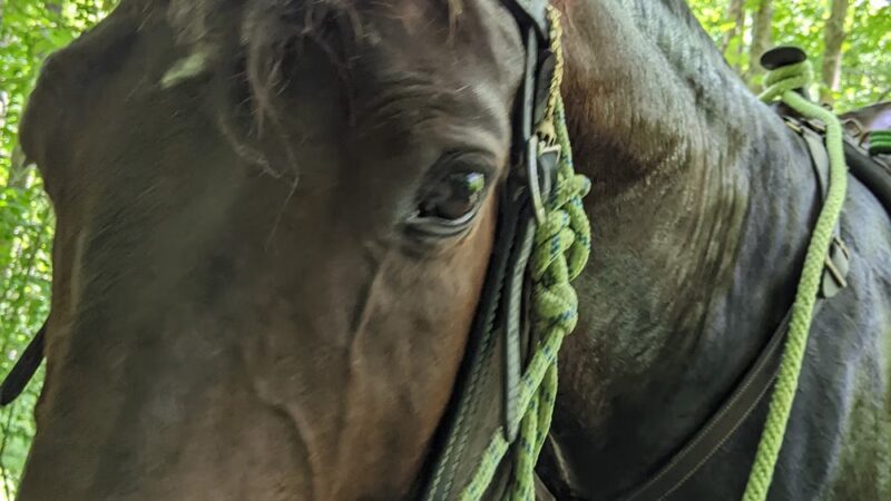 Bracken County Horse Trail - Augusta, KY