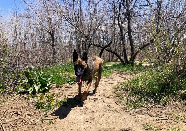 Cherry Creek Dog Park - Aurora, CO