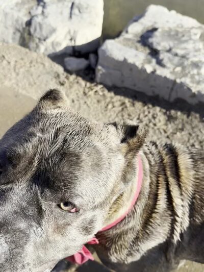 Cherry Creek Dog Park - Aurora, CO