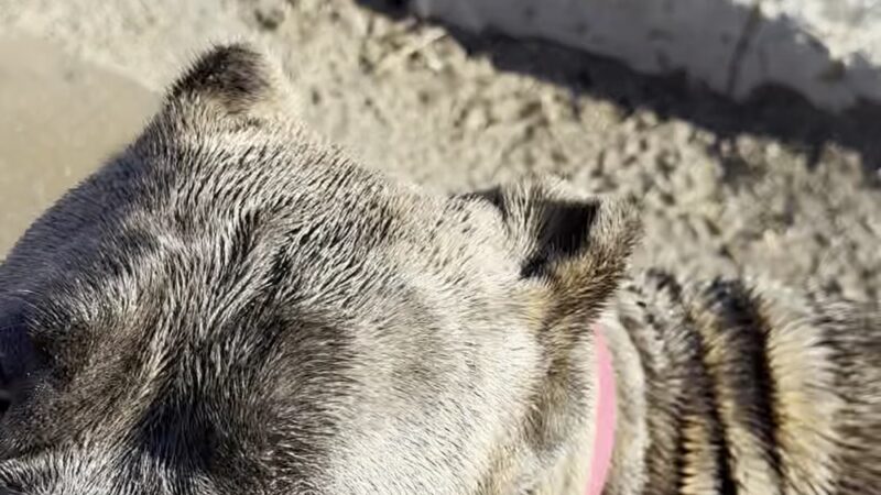 Cherry Creek Dog Park - Aurora, CO