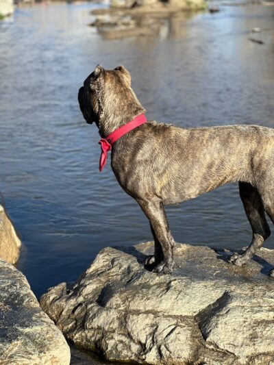 Cherry Creek Dog Park - Aurora, CO