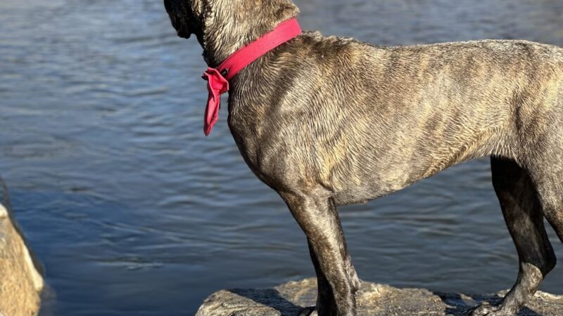 Cherry Creek Dog Park - Aurora, CO