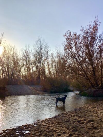 Cherry Creek Dog Park - Aurora, CO