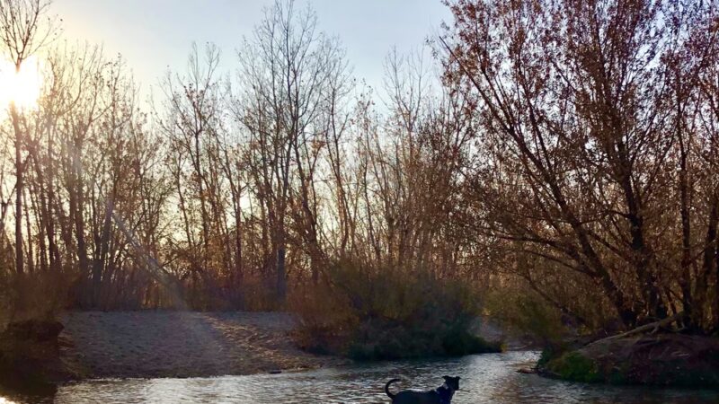 Cherry Creek Dog Park - Aurora, CO