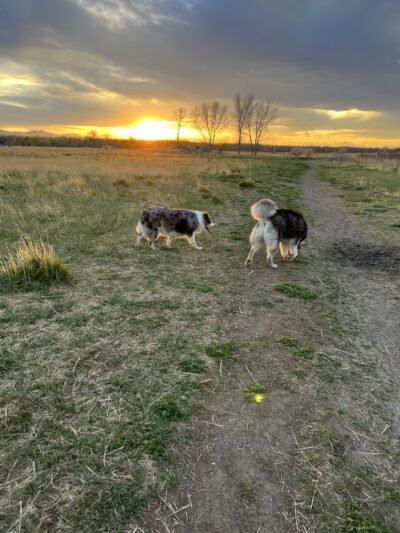 Cherry Creek Dog Park - Aurora, CO
