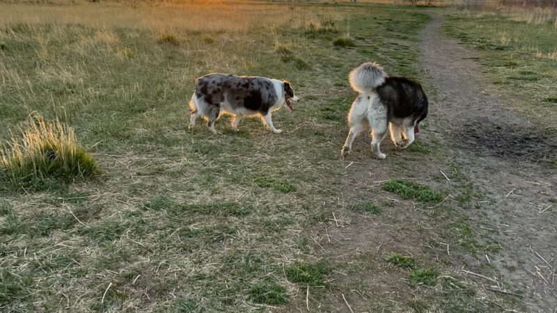 Cherry Creek Dog Park - Aurora, CO