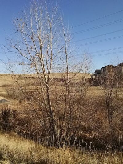 Appaloosa Park - Aurora, CO