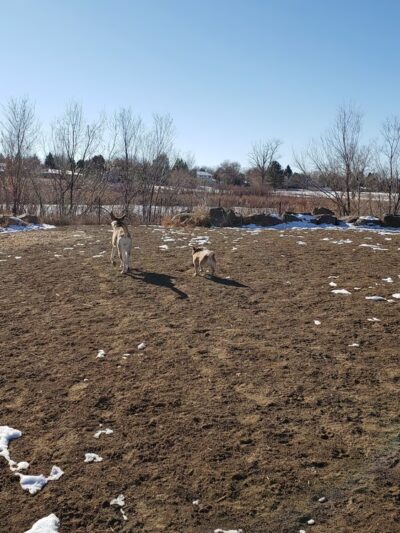 Bicentennial Park Off-Leash Dog Area - Aurora, CO