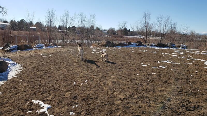 Bicentennial Park Off-Leash Dog Area - Aurora, CO