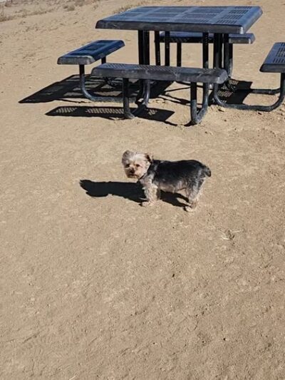 Bicentennial Park Off-Leash Dog Area - Aurora, CO
