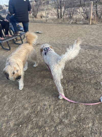 Bicentennial Park Off-Leash Dog Area - Aurora, CO