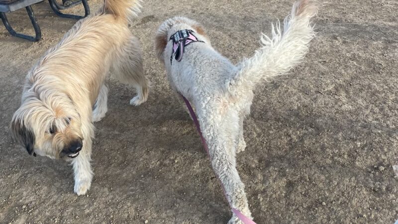 Bicentennial Park Off-Leash Dog Area - Aurora, CO