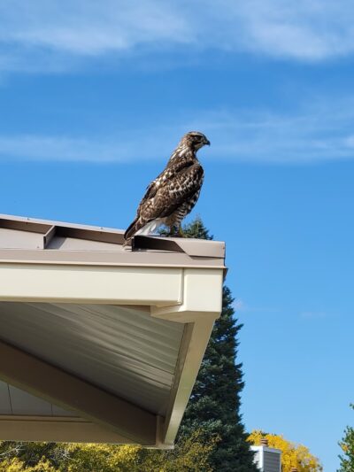 Carson Park - Aurora, CO