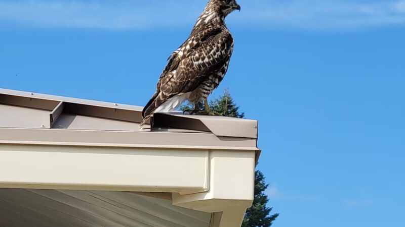 Carson Park - Aurora, CO