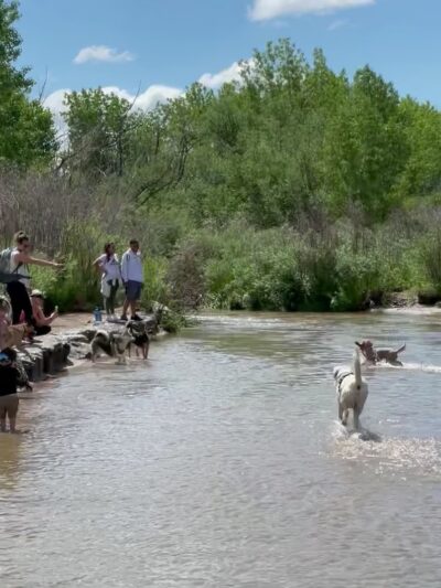 Cherry creek dog park (other entrance) - Aurora, CO