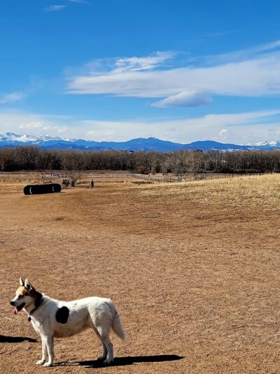 Cherry creek dog park (other entrance) - Aurora, CO