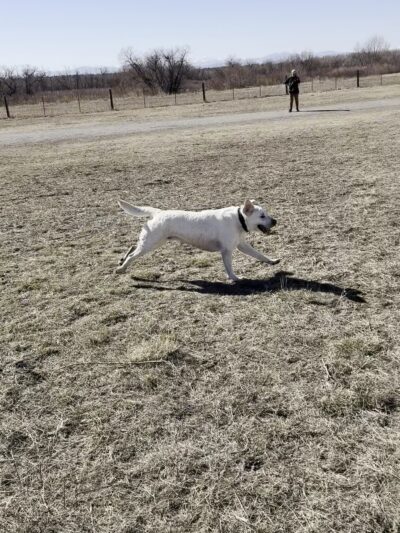 Cherry creek dog park (other entrance) - Aurora, CO