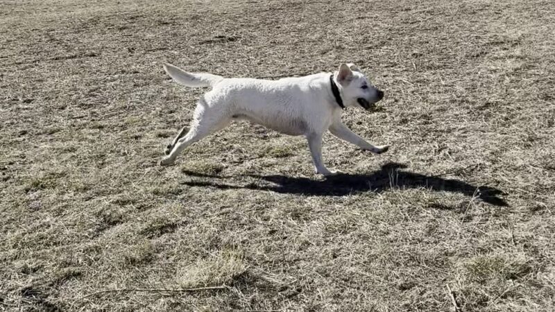 Cherry creek dog park (other entrance) - Aurora, CO