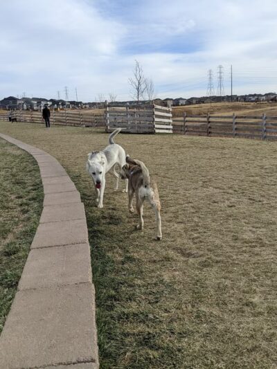 Copperleaf Bark Park - Dog Park - Aurora, CO