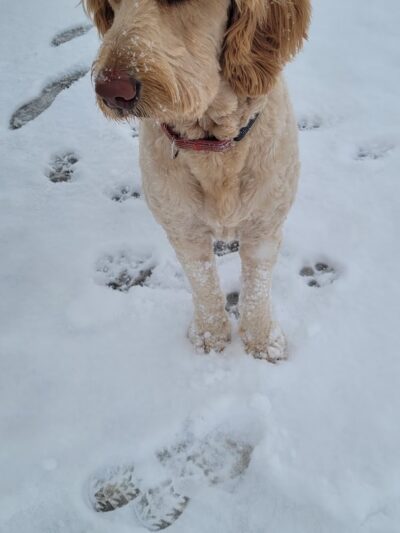 Copperleaf Bark Park - Dog Park - Aurora, CO