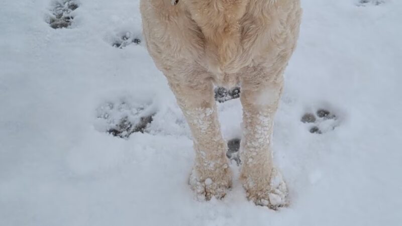 Copperleaf Bark Park - Dog Park - Aurora, CO