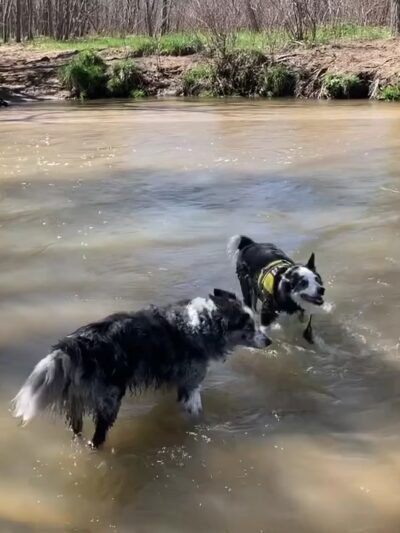 Dog Park Beach and Cherry Creek Access - Aurora, CO