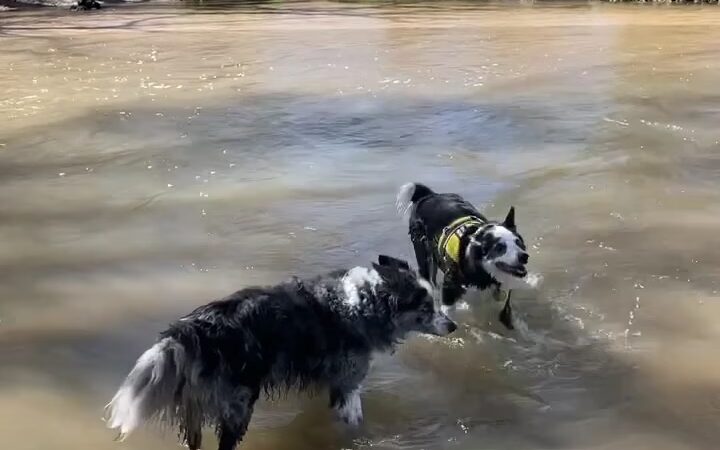 Dog Park Beach and Cherry Creek Access - Aurora, CO