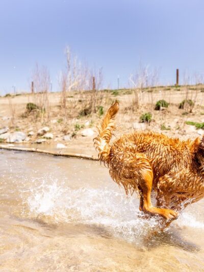 Dog Park Beach and Cherry Creek Access - Aurora, CO