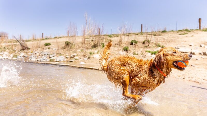 Dog Park Beach and Cherry Creek Access - Aurora, CO