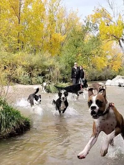 Dog Park Beach and Cherry Creek Access - Aurora, CO