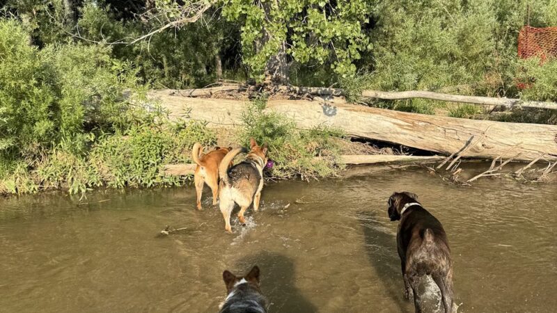 Dog Park Restroom - Aurora, CO