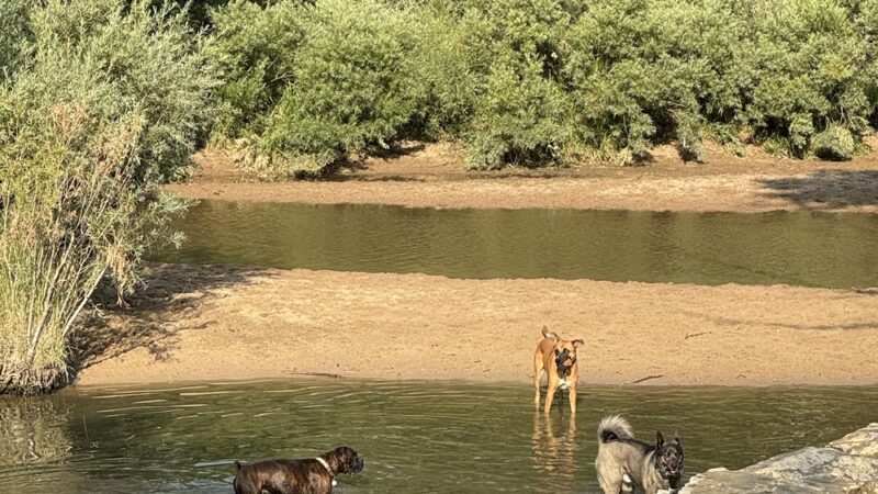 Dog Park Restroom - Aurora, CO