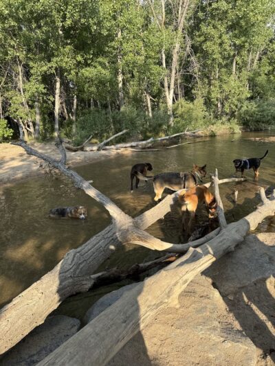 Dog Park Restroom - Aurora, CO