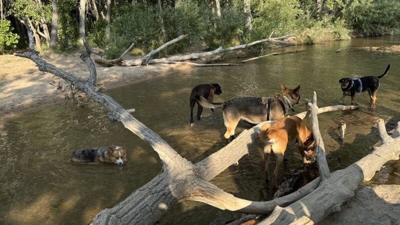Dog Park Restroom - Aurora, CO