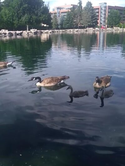 Generals' Park - Aurora, CO