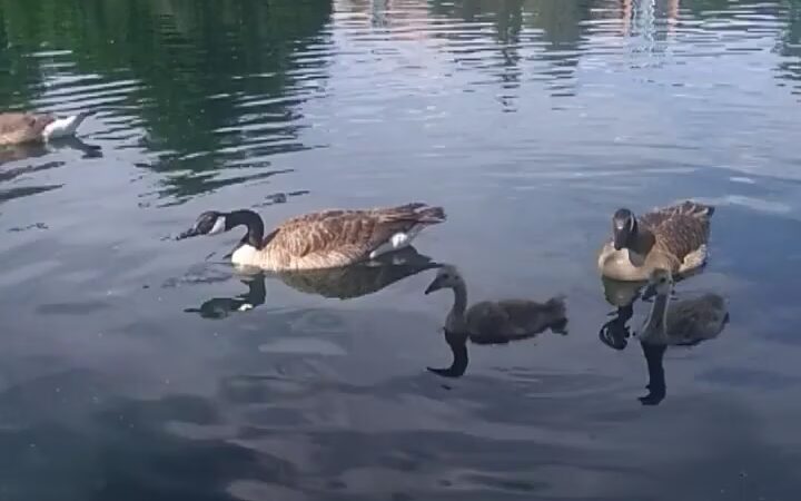 Generals' Park - Aurora, CO