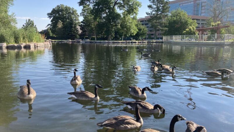 Generals' Park - Aurora, CO