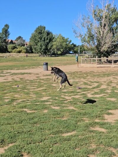 Grandview Dog Park - Aurora, CO