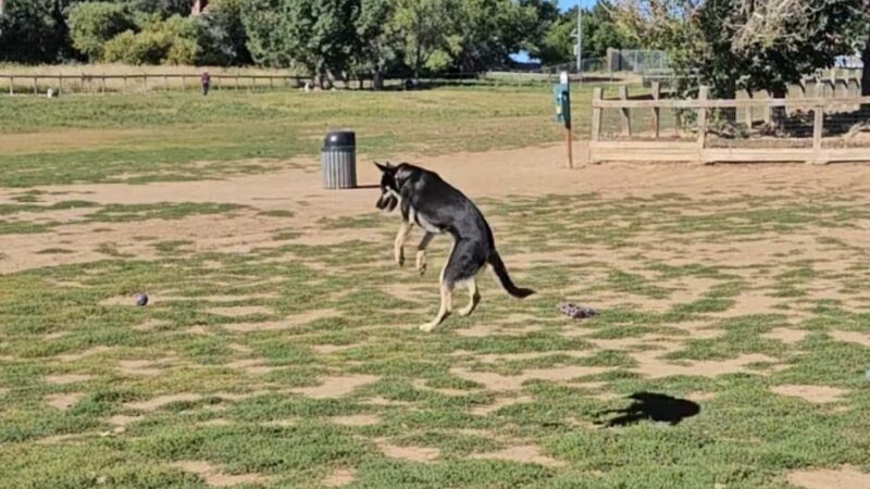 Grandview Dog Park - Aurora, CO