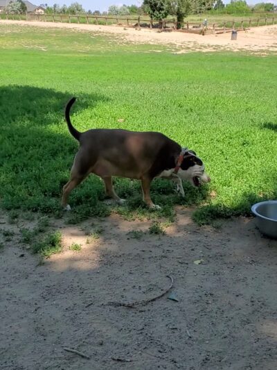 Grandview Dog Park - Aurora, CO