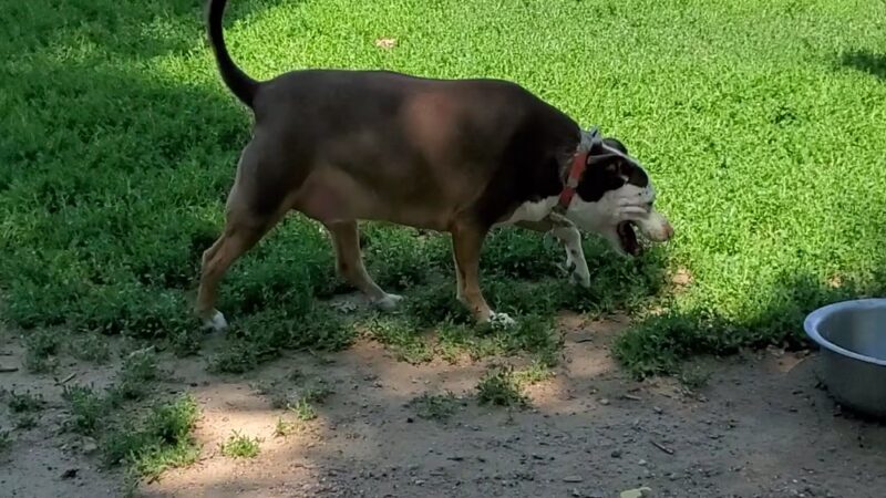 Grandview Dog Park - Aurora, CO