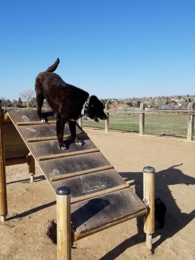Grandview Dog Park - Aurora, CO